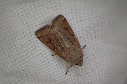 Agrochola lunosa